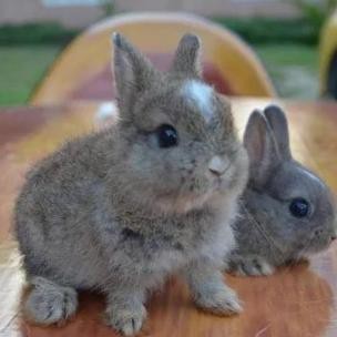 KELINCI HIAS || NETHERLAND DWARF