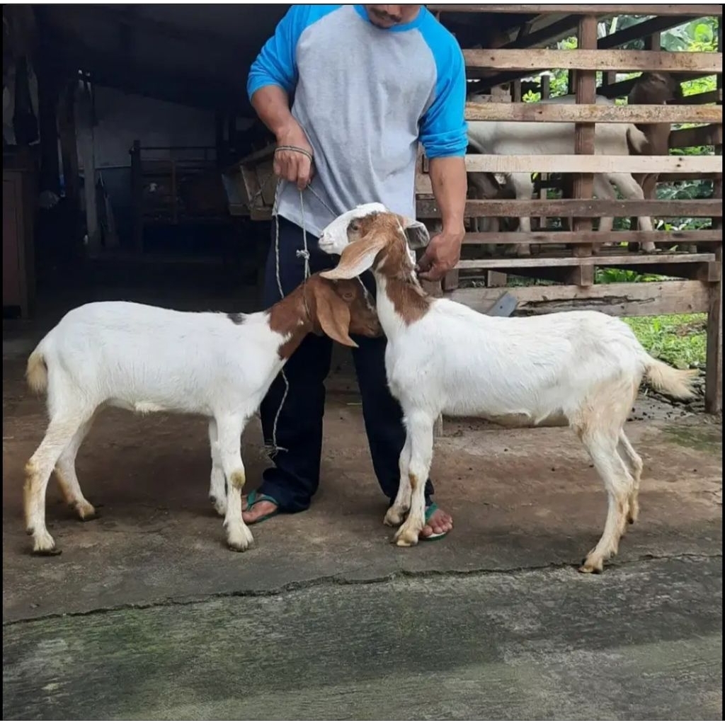 Tipe Super Kambing dan Domba Aqiqah, Qurban danPelihara / Kirim Hidup dan Potong Cacah Gratis Ongkir
