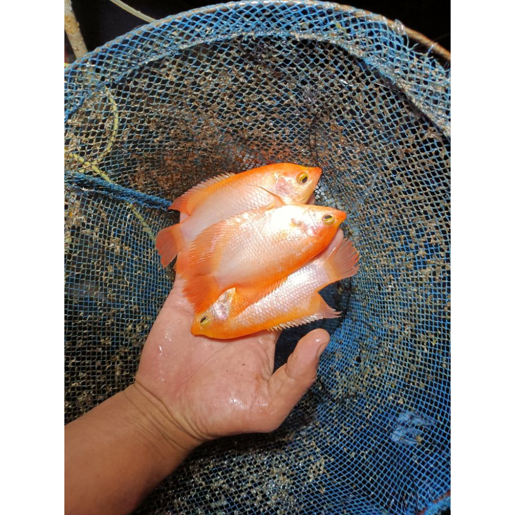 gurame 3 jari, harga satuan, harga borongan sesuai stok