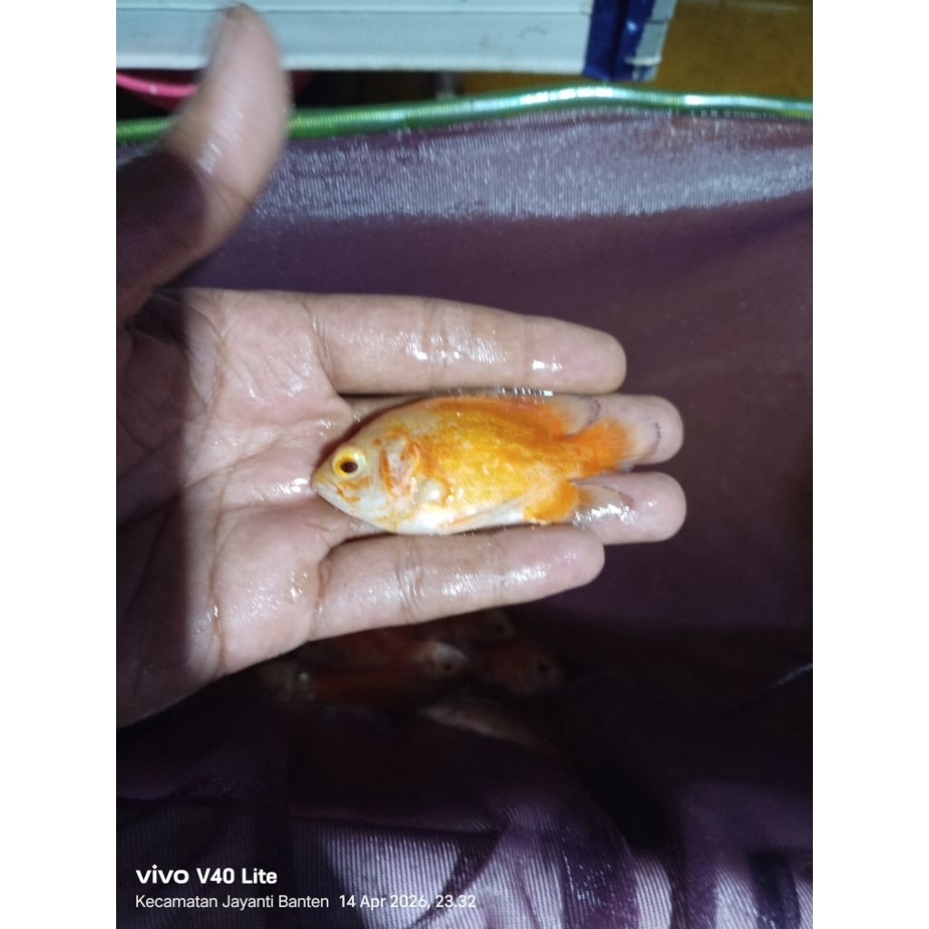 oscar red chili