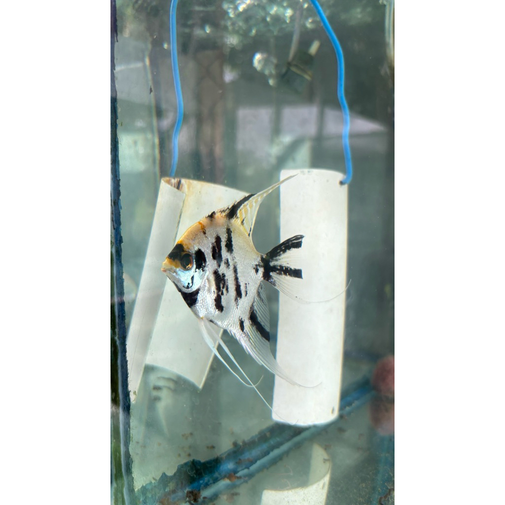 Induk ikan manfish