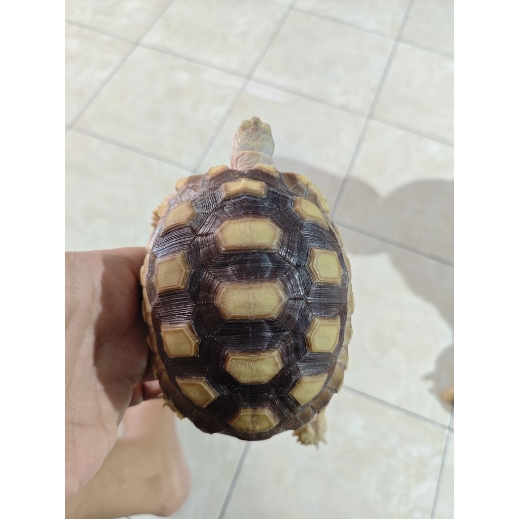 sulcata dotles 12cm