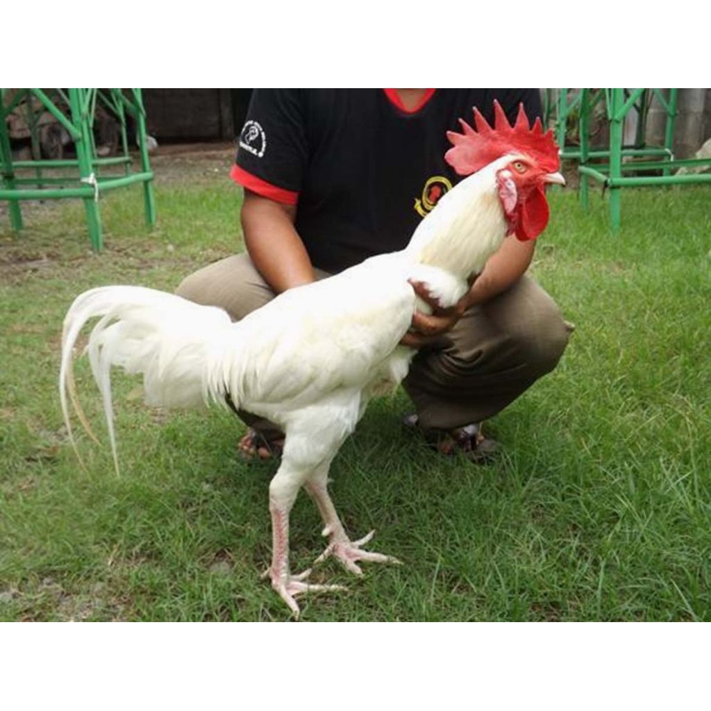 telur ayam bangkok bulu putih super cantik dan gagah cocok untuk di peranak atau buat hiasan di depa