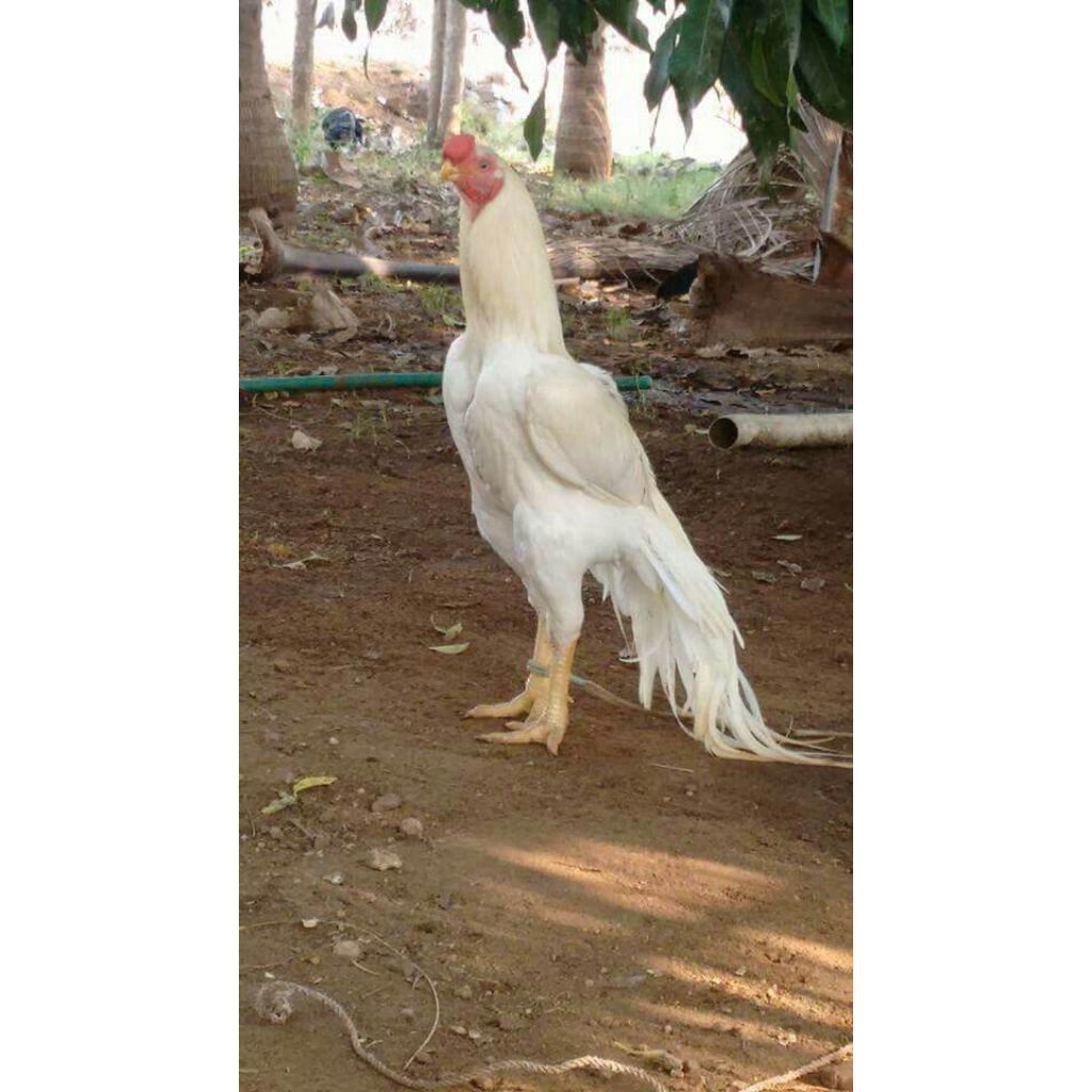 paket sangat hemat 5 telur ayam bangkok putih super untuk petarung boleh untuk peranak boleh lebih b