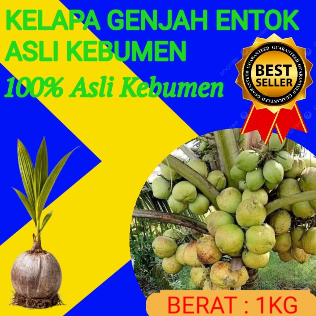 TERPERCAYA  Pohon Kelapa Pendek Terbaik, Pohon Kelapa Pendek Terdekat
