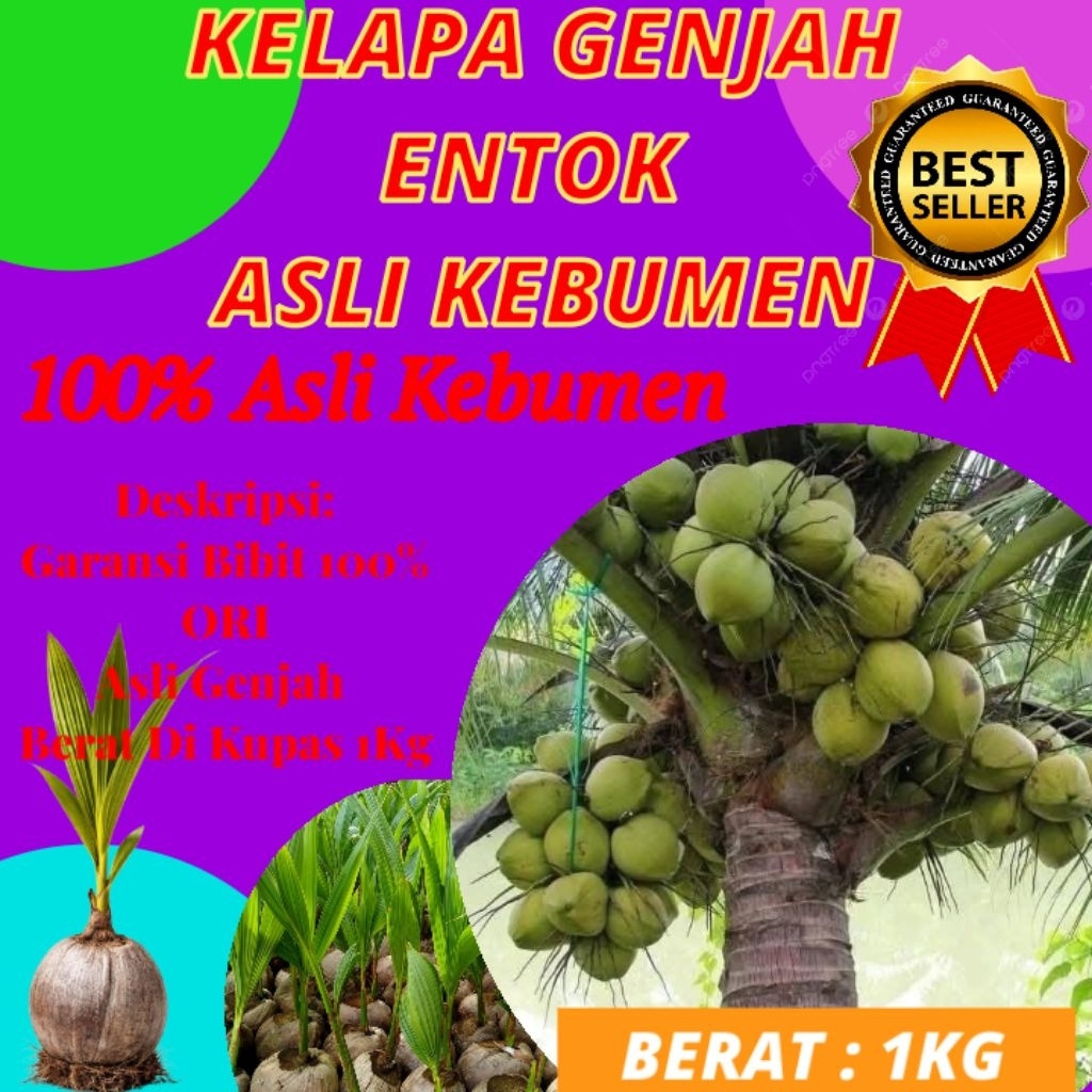 TERLARIS  Pohon Kelapa Pendek Terdekat, Pohon Kelapa Pendek Unggul