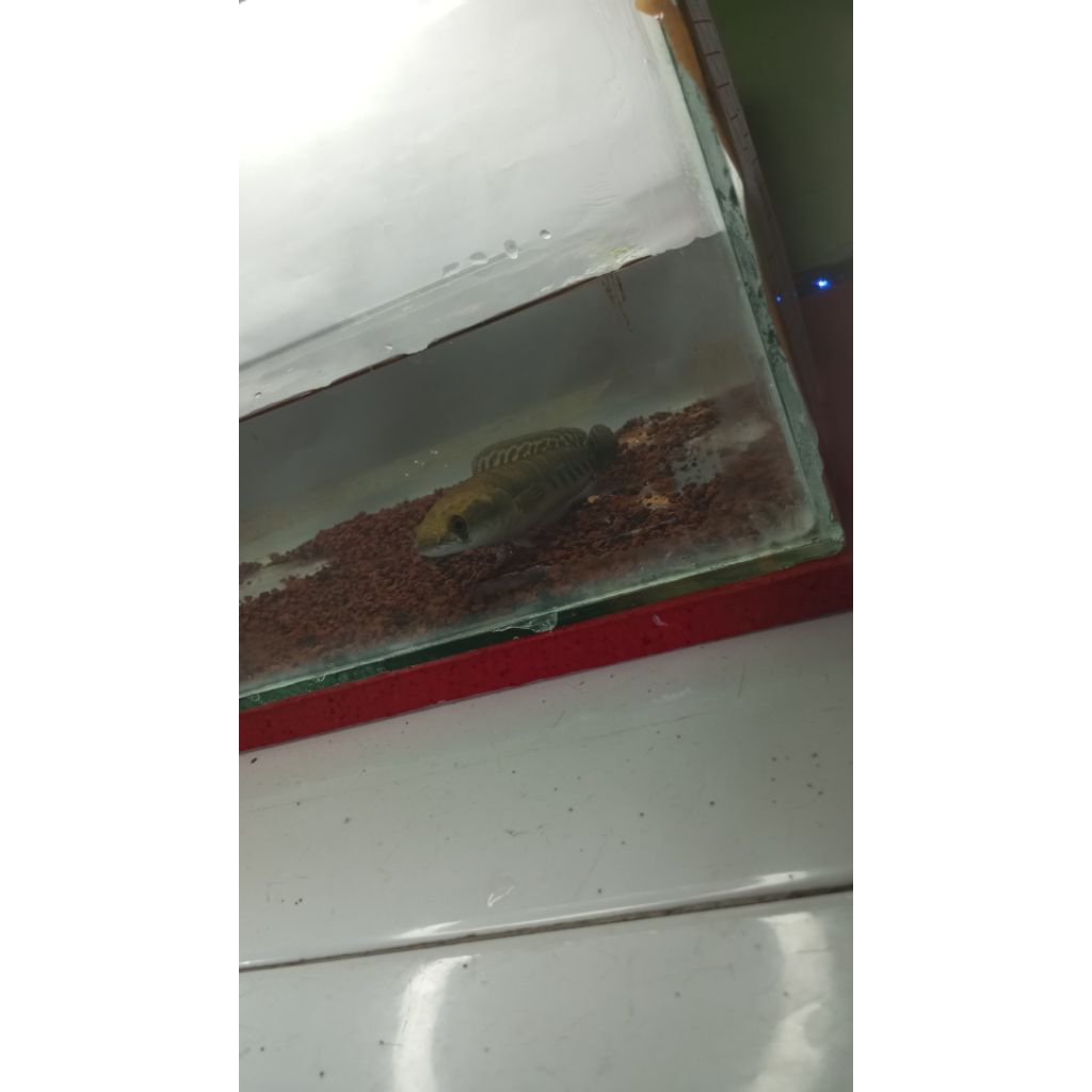 Ikan Channa Maru YS Batik Grade A