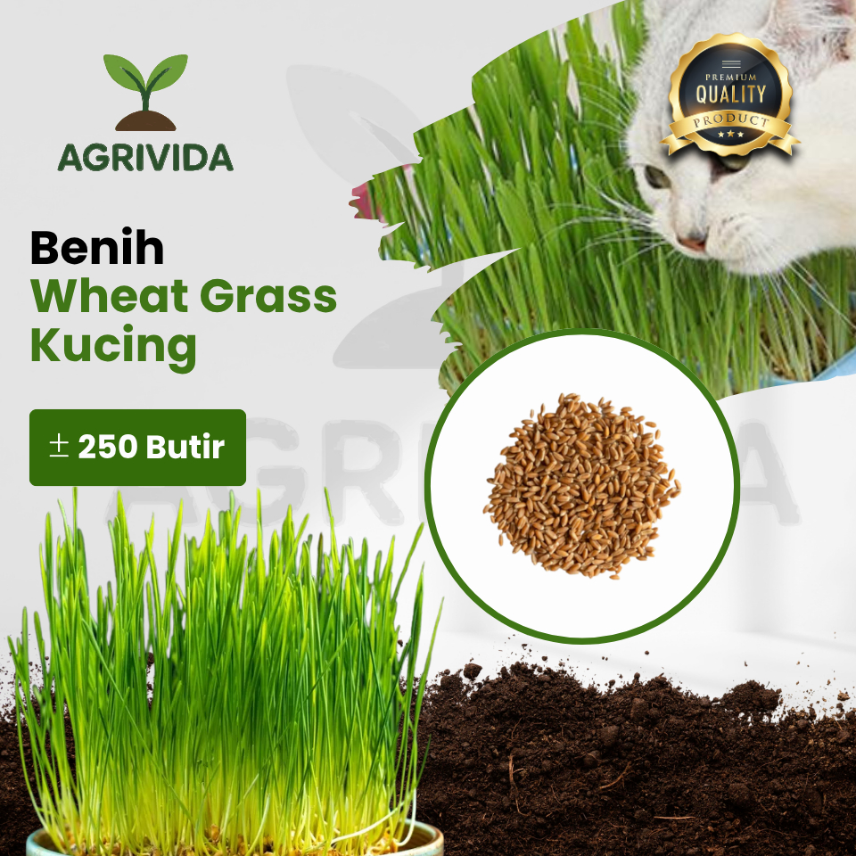 Benih Wheatgrass Kucing 250 Butir