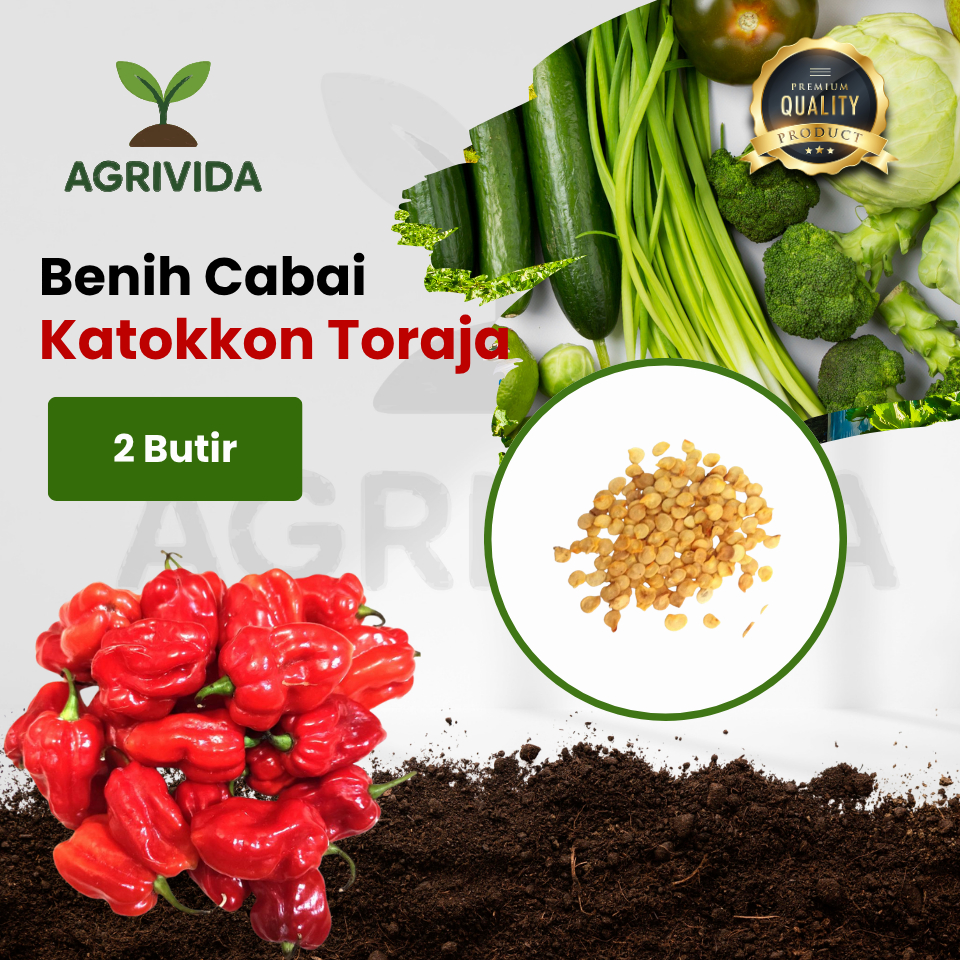 Benih Cabai Katokkon Toraja 2 Butir