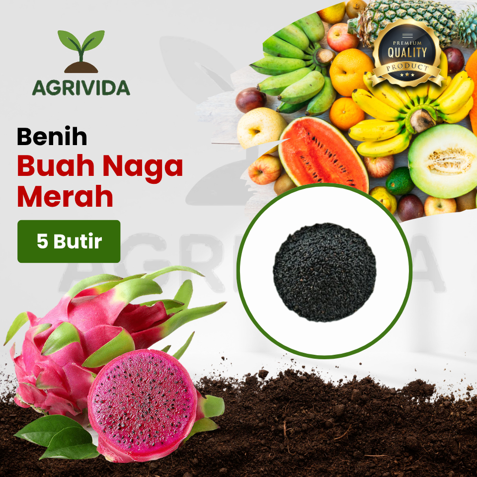 Benih Buah Buah Naga Merah 5 Butir Benih buah naga pilihan
