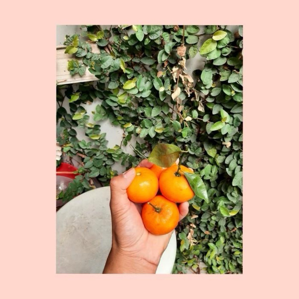 Jeruk santang manis / Buah jeruk santang import