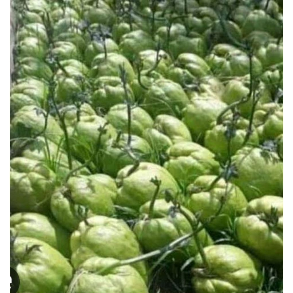 bibit labu siem cepat berbuah