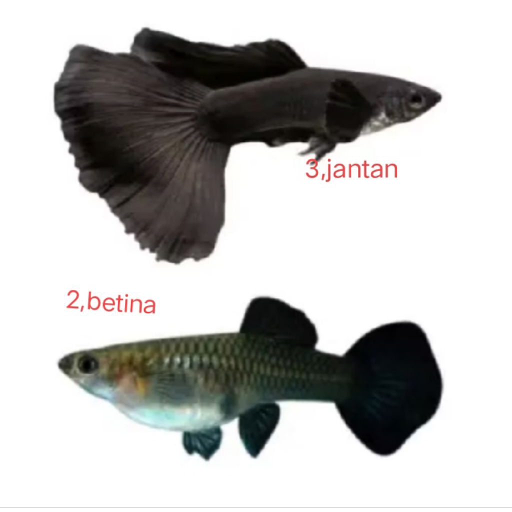 hiasan akuarium 5Guppy black moscow,3jantan,2betina