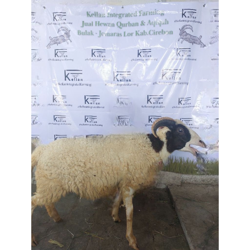 Domba Qurban Jenis Garut  Tanduk
