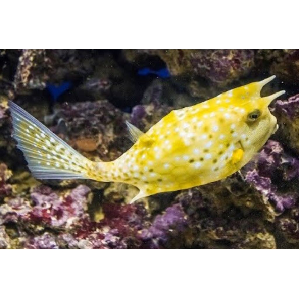 IKAN HIAS LAUT BUNTAL TANDUK