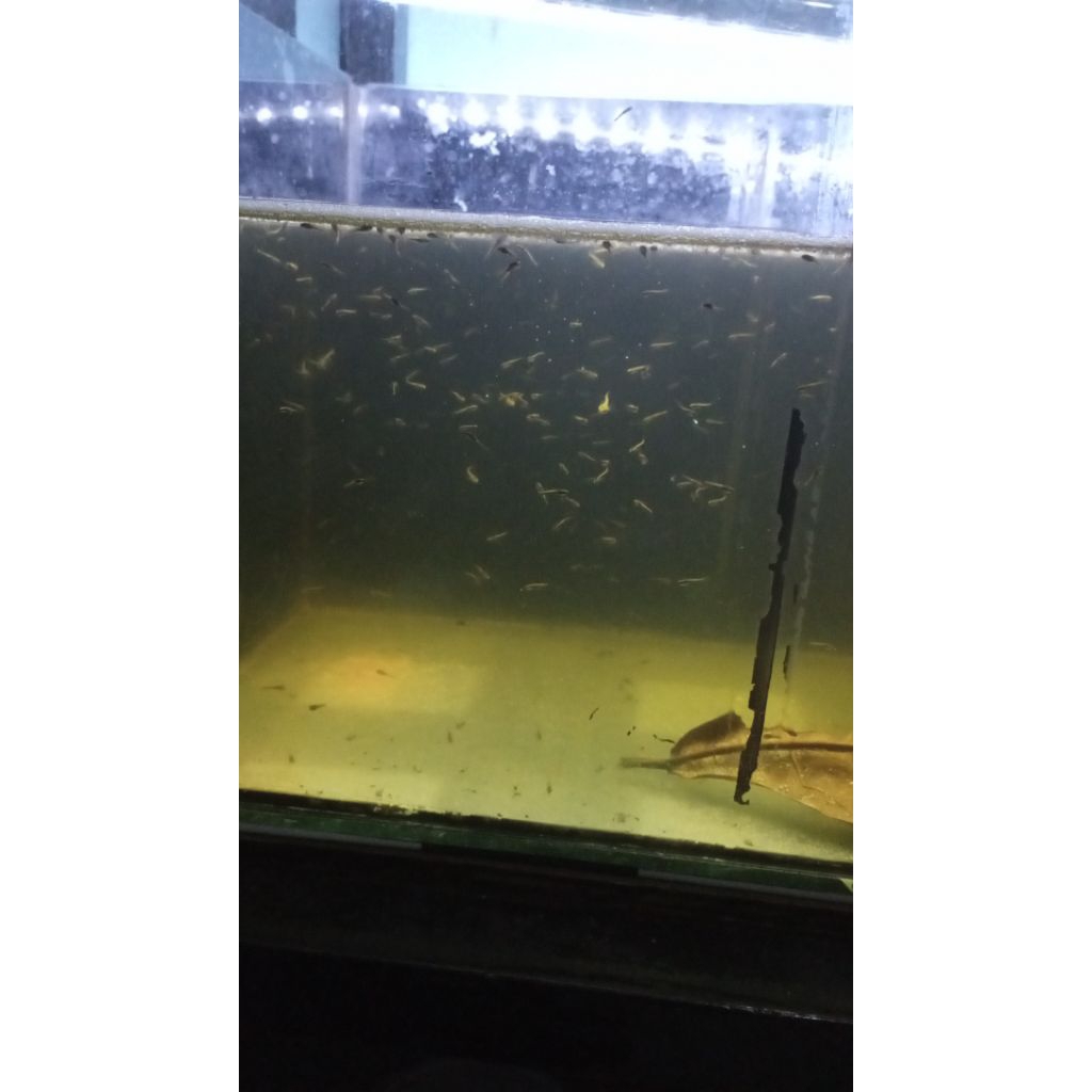 Ikan Predator Channa Limbata 10-15 cm, Mudah Dirawat