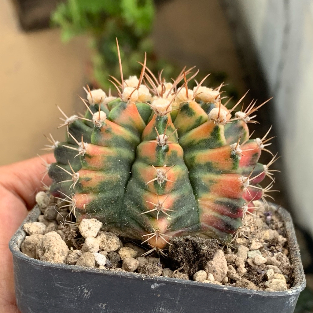 Gymnocalycium  mihanovichii  gymno id var hybrid varigata kaktus gymno miha var tanaman hias hidup g