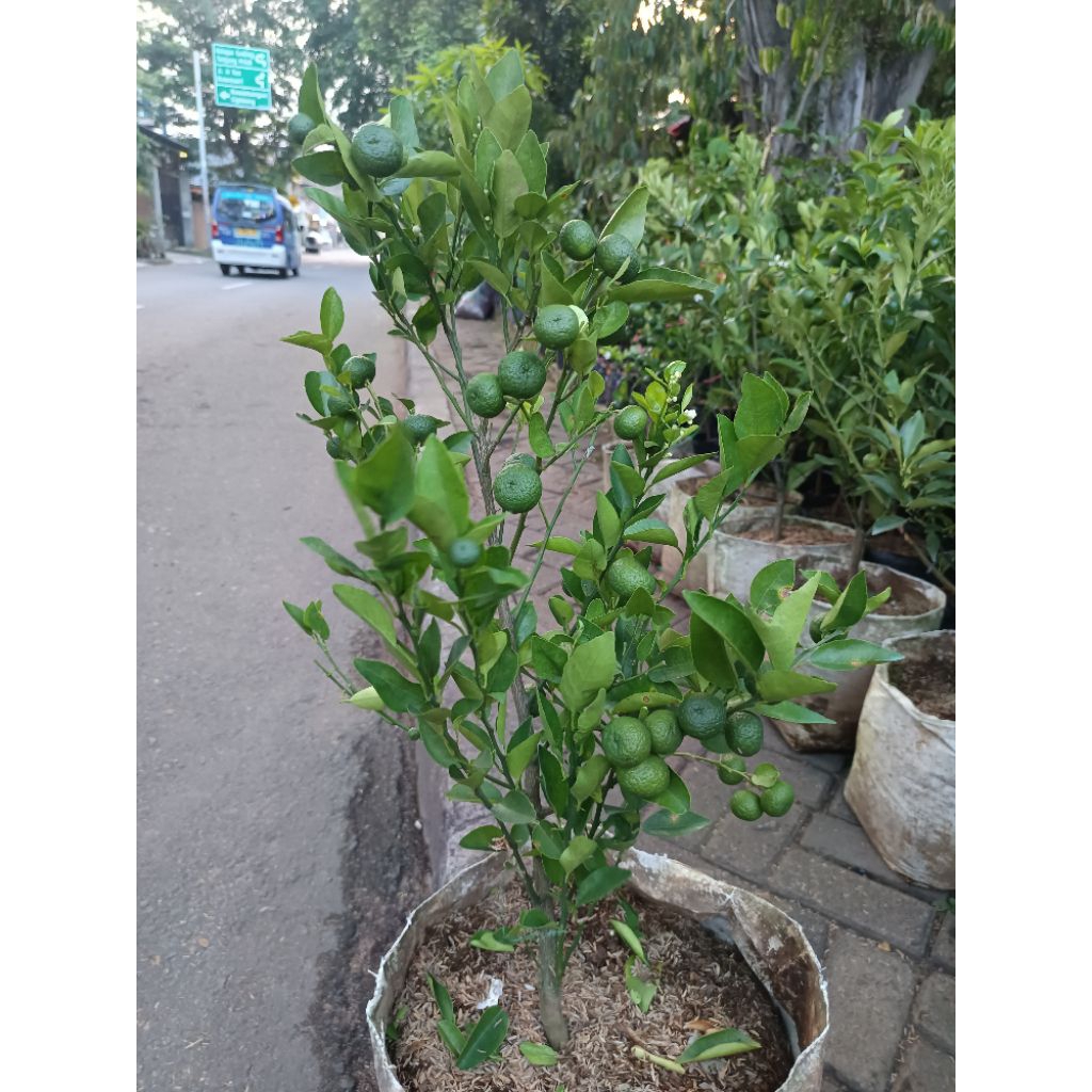 tanaman jeruk limau
