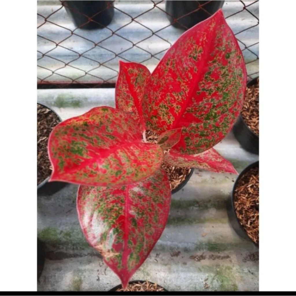 aglonema red stardust/ Anakan