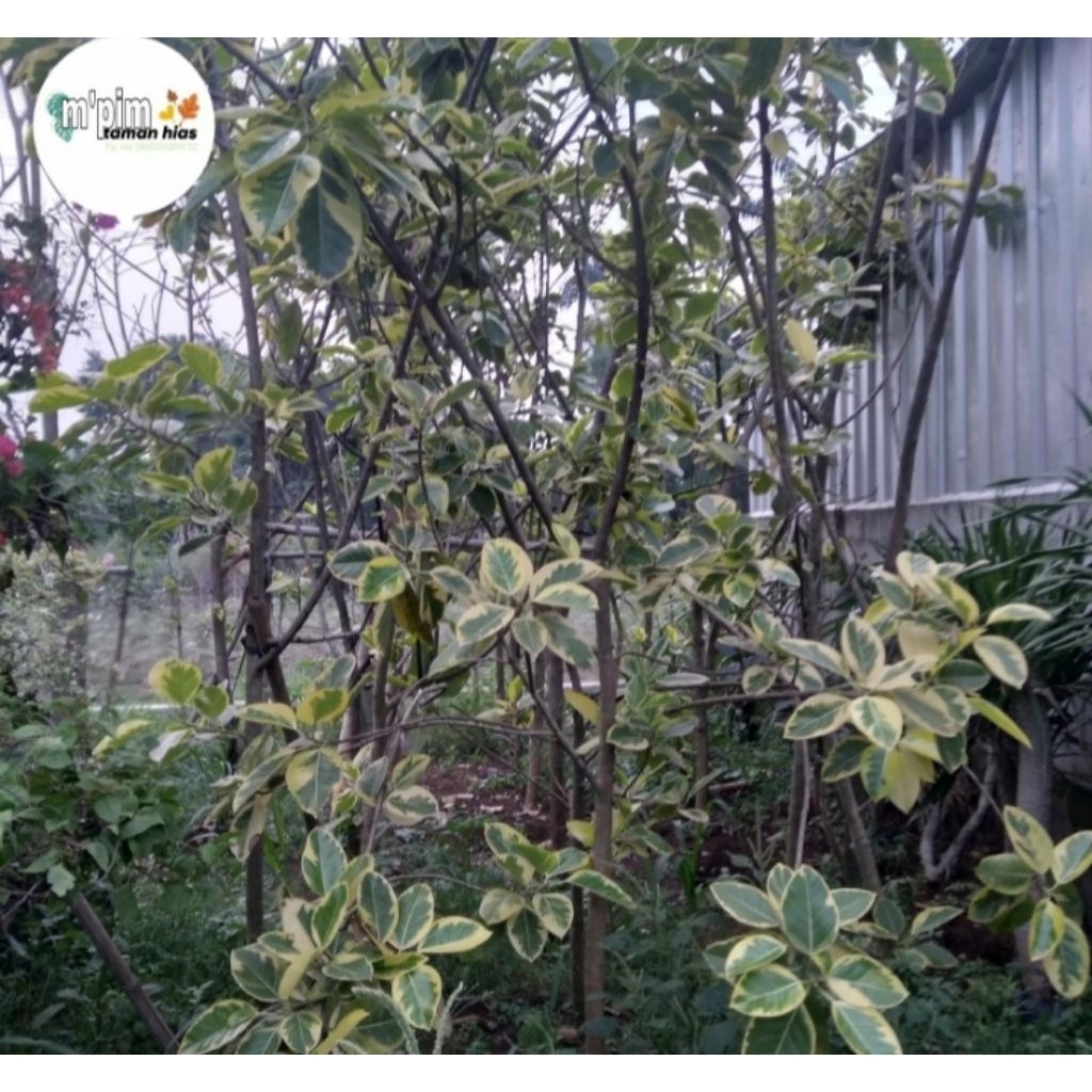 pohon karet kebo kuning. tinggi 3 mtr.