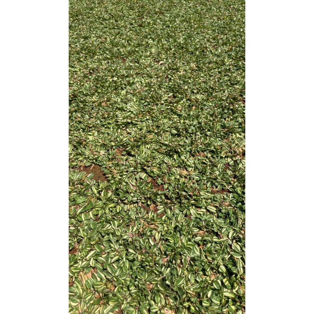 rumput gajah mini varigata