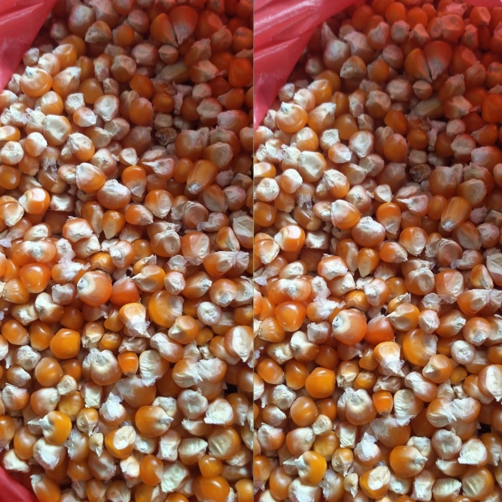 Jagung Kristal Merpati 1KG Jagung Burung Dara Jagung Burung Merpati Aayam Jagung Asli Madura