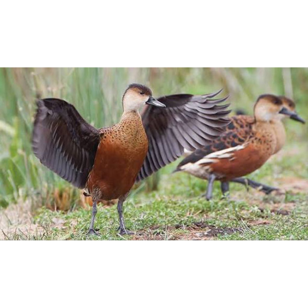 burung belibis hidup