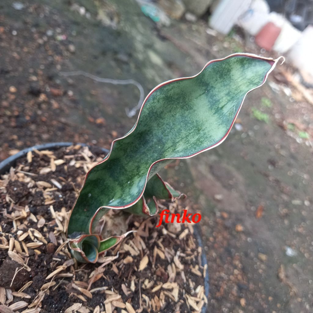sansevieria ES. 22620 sp. chitipa, Malawi.