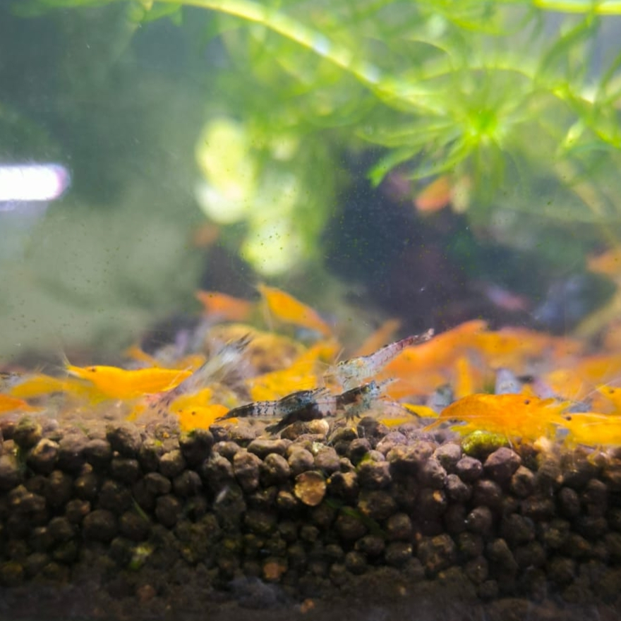 Udang hias Aquascape