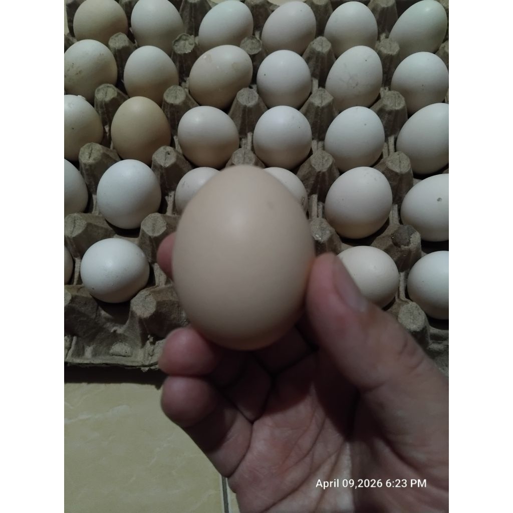 Telur Ayam Kampung Asli 100%, Daerah Medan