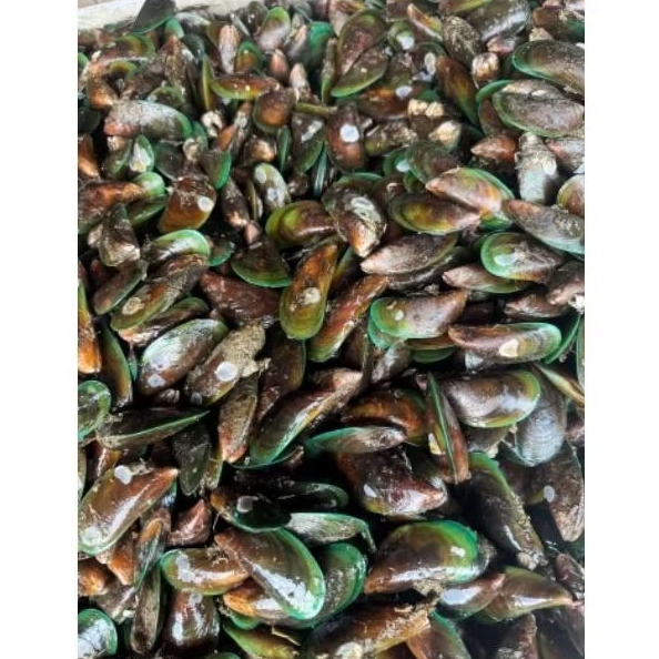 kerang ijo