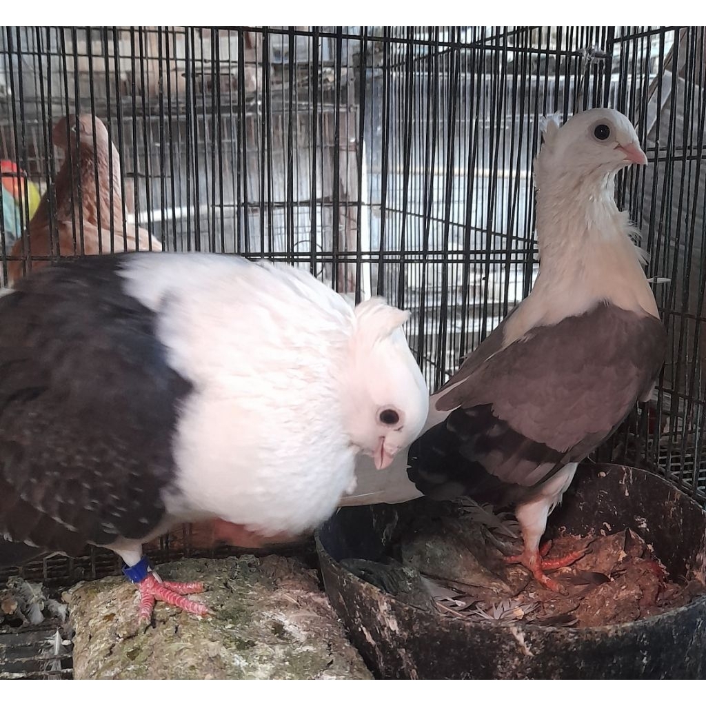 BURUNG MERPATI HIAS MOFEN INDUKAN SEPASANG "burung sesuai foto video"