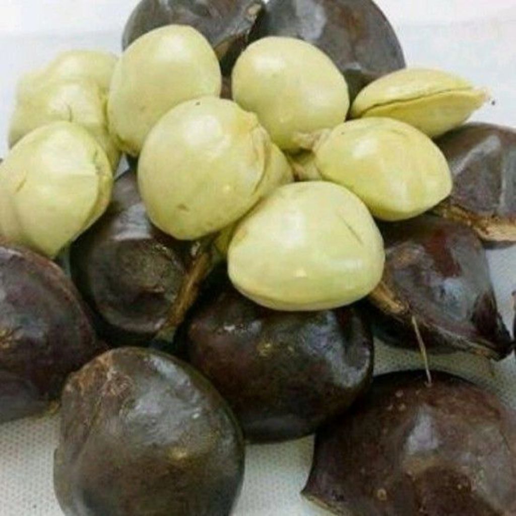 Jengkol Muda dan tua 1kg - Segar, Lalapan, blom kupas