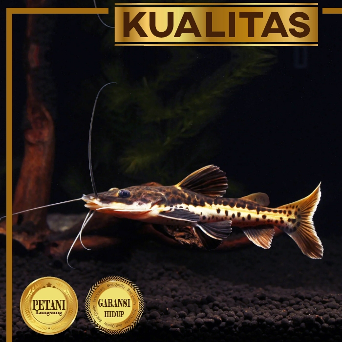 TSN Catfish Ikan Hias Predator Air Tawar Hiasan Aquarium Tanaman Aquascape