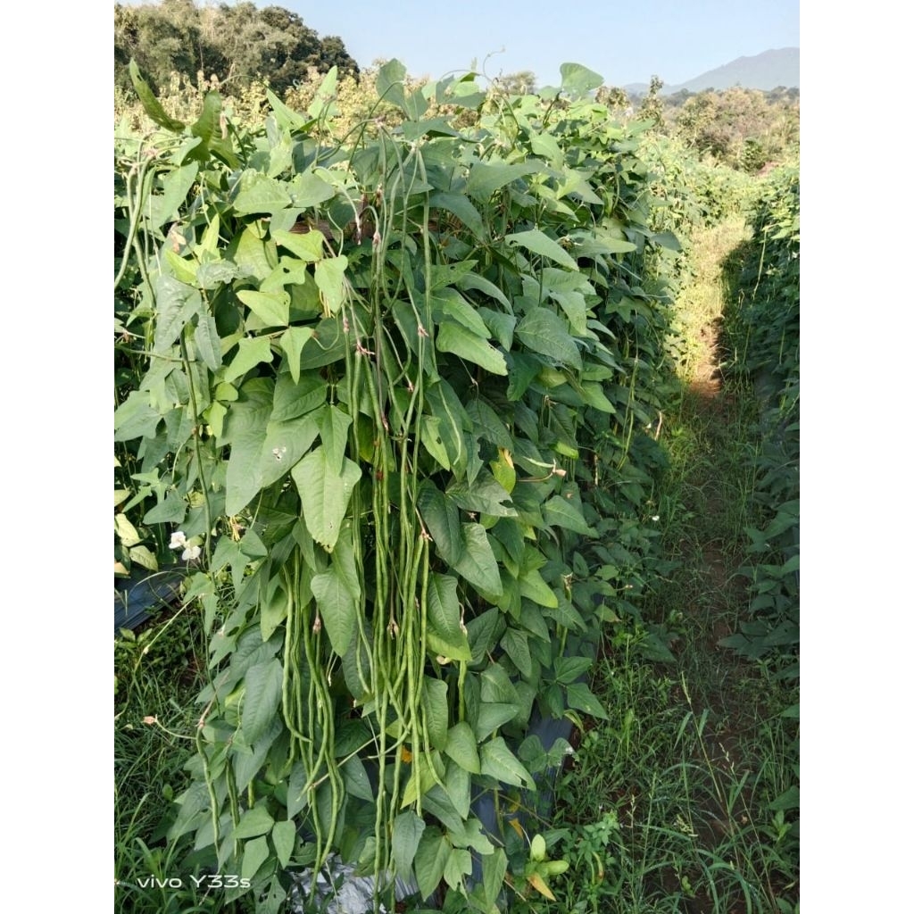 bibit kacang panjang