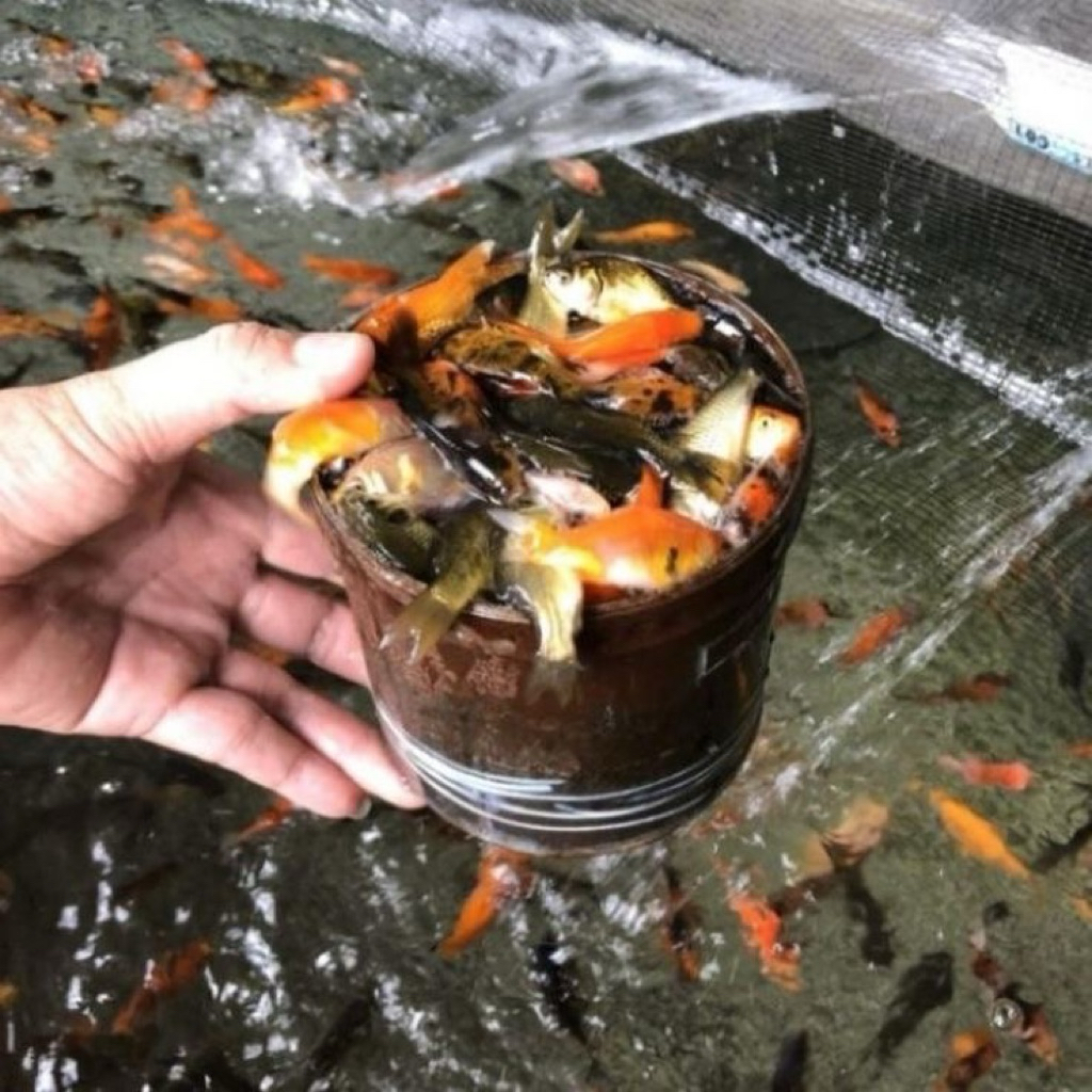 (Dikirim langsung dari petani)bibit ikan mas/pakan predator 1liter,sekitar 100ekor lebih