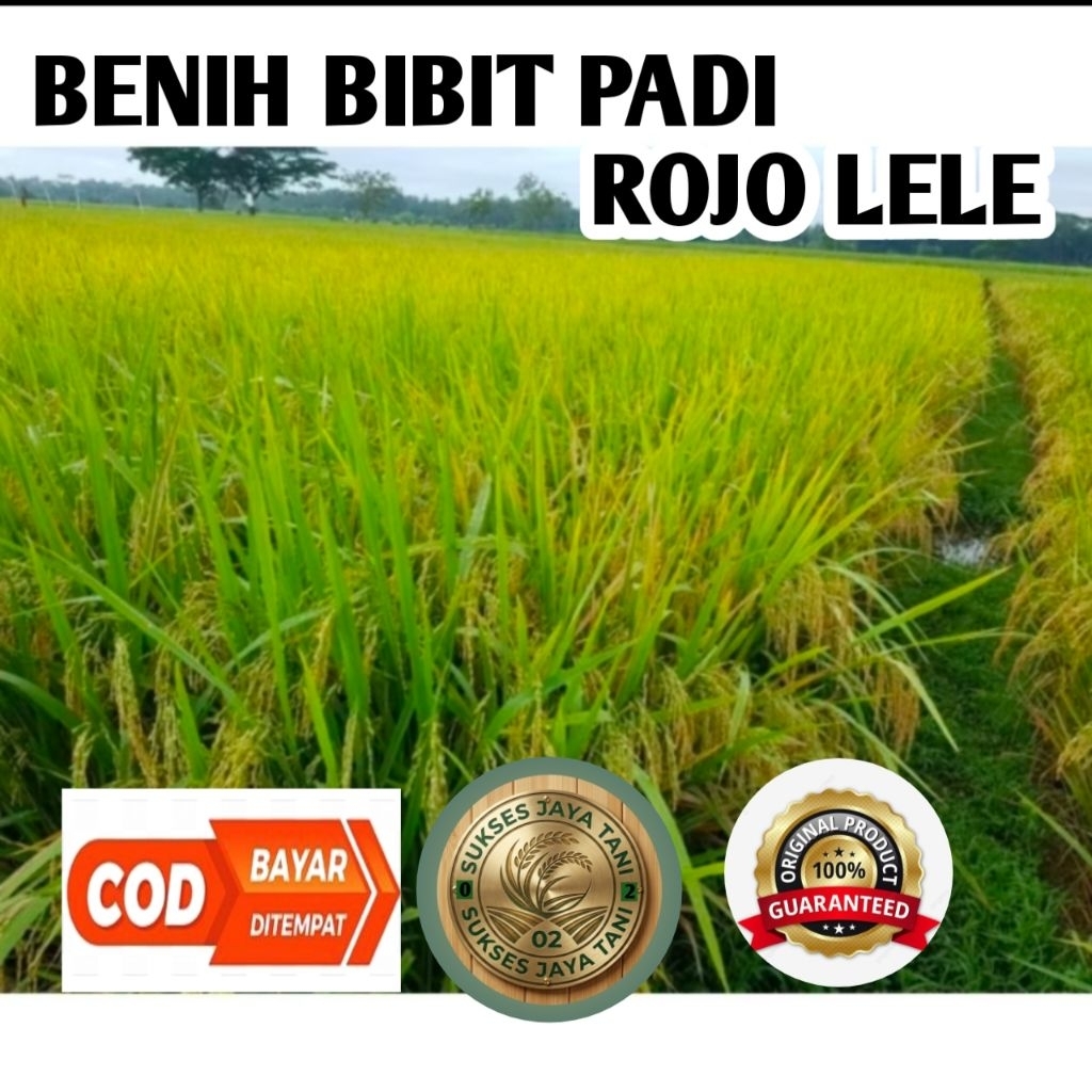bibit padi ROJOLELE kemasan 5kg BERKUALITAS super