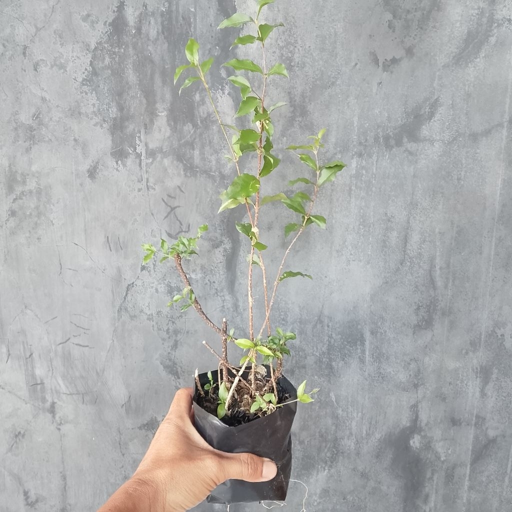 Bibit tanaman bunga sakura mikro bahan bonsai