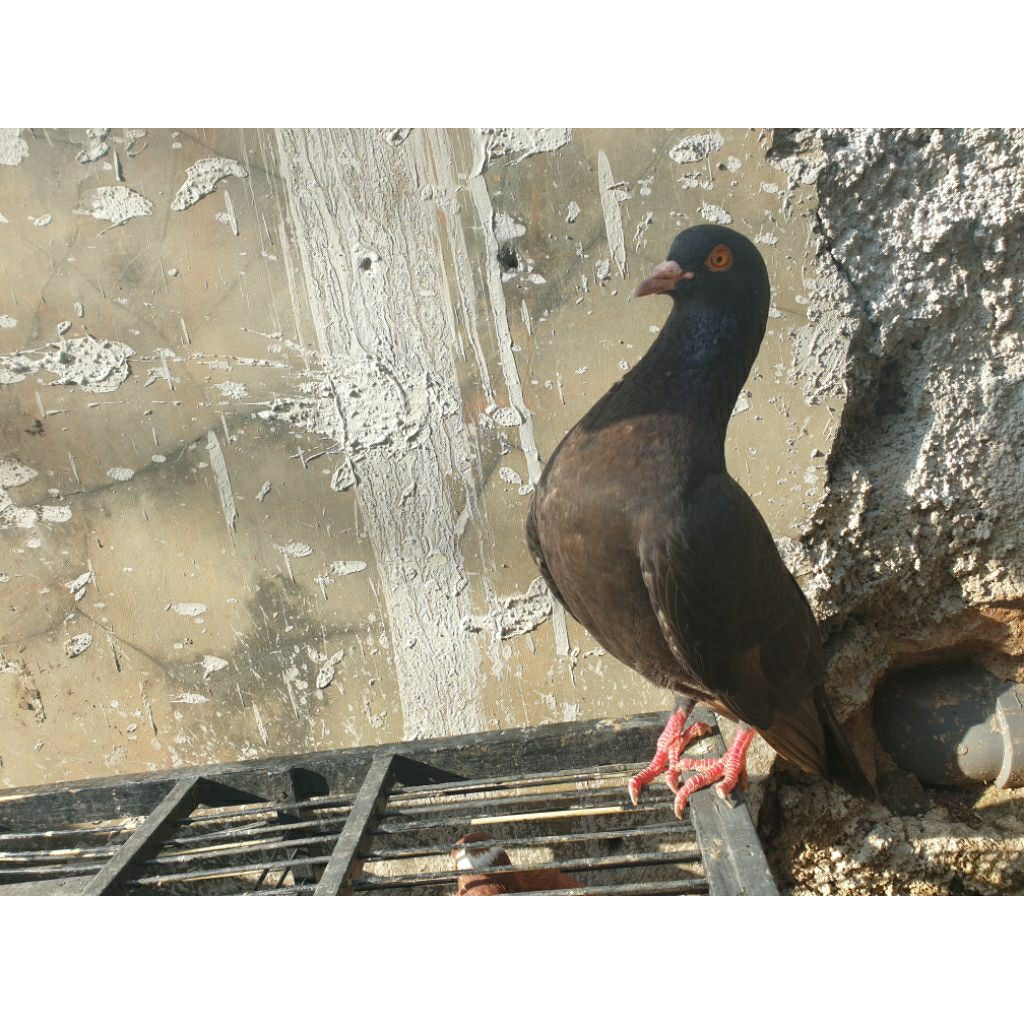 Merpati burung dara Giringan A sepasang
