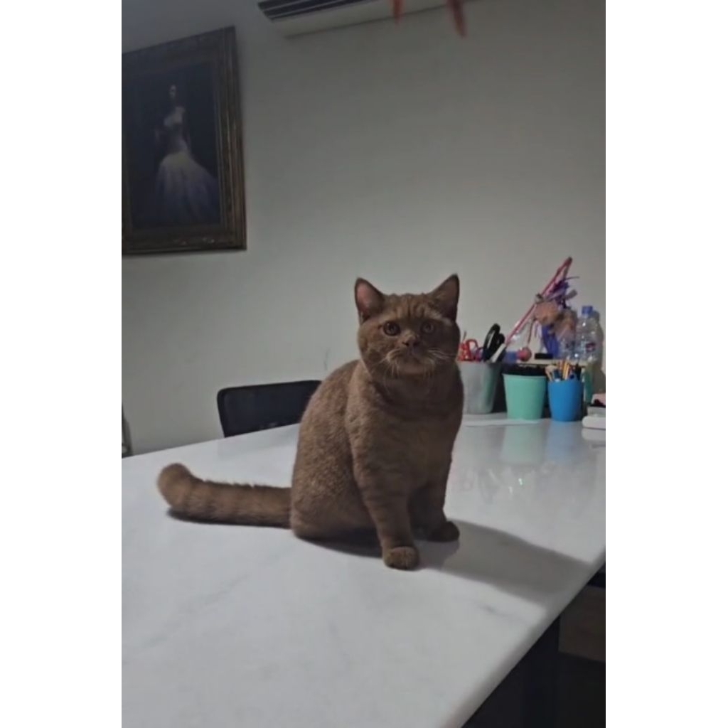 BSH choco jantan ped wcf