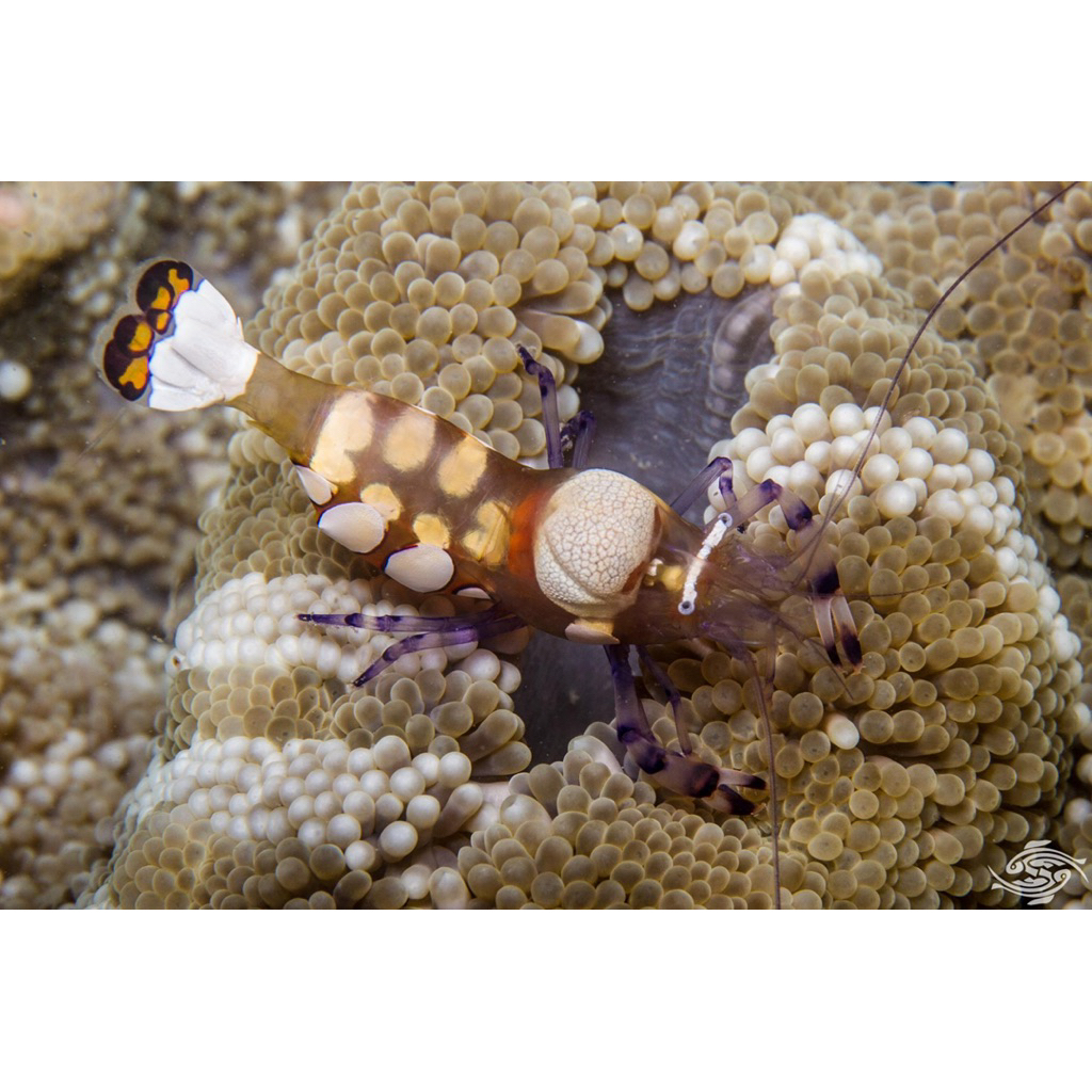 udang anemon pacific clown anemone shrimp