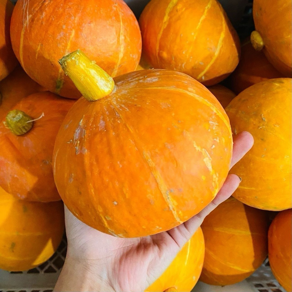 LABU KUNING PUMPKIN KABOCHA