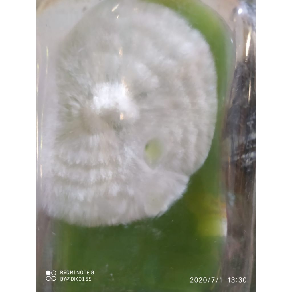 bibit jamur tiram F0 berkualitas