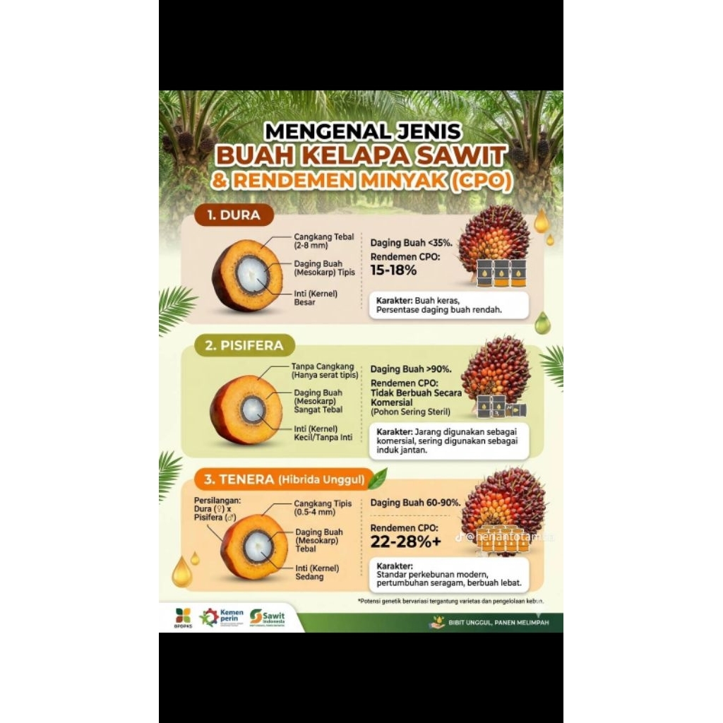 kecambah sawit golden tenera super