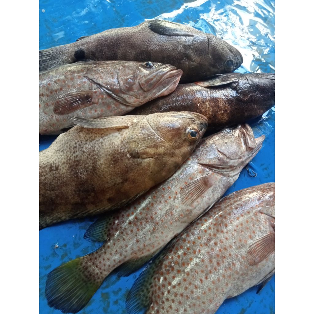 Ikan Sunu kerapu segar