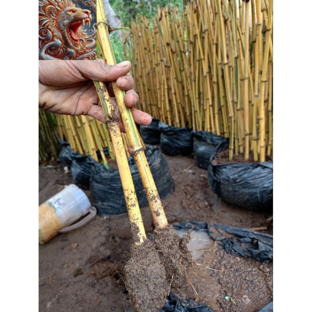 Bambu Kuning Mini, Bambu Kuning Tanaman Hias,Bambu Kuning Asli