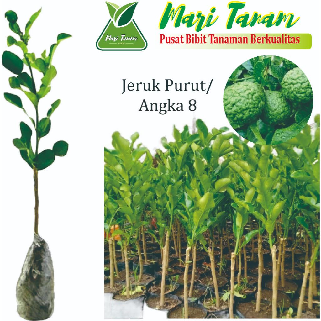 Bibit Jeruk Purut Tinggi-Rimbun-Batang Besar