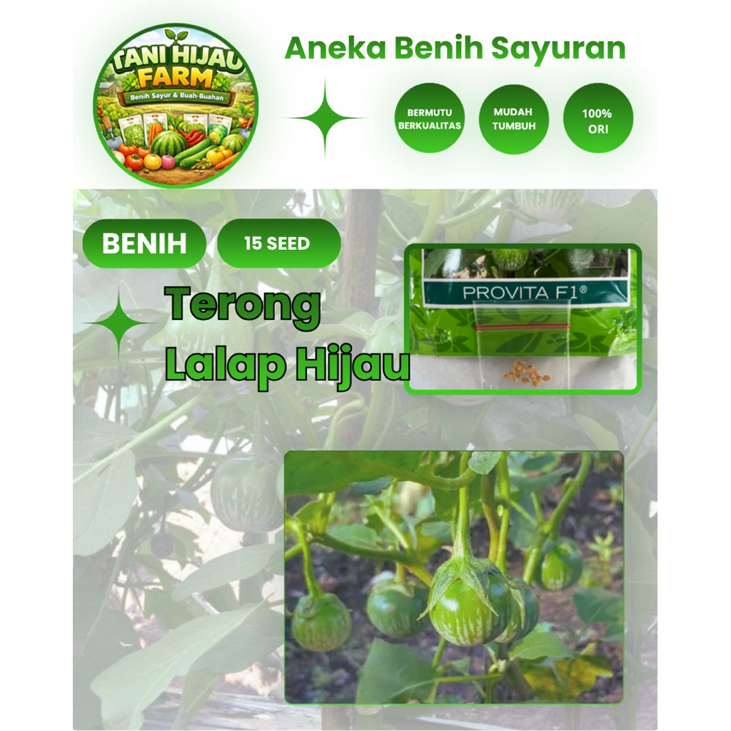 Benih Biji Terong Bulat Hijau | Terong Lalap | Terong Hijau Bulat ( 15 Butir )