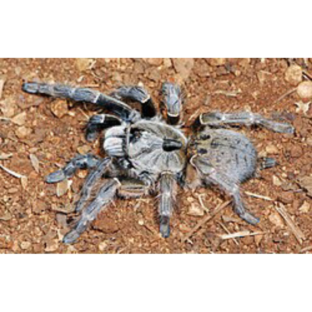 mainan tarantula ceratogyrus darlingi