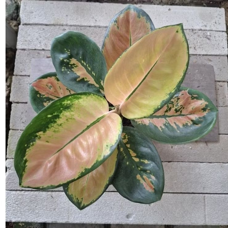 aglonema monalisa starbuck